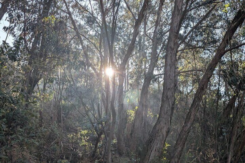 A dense forest with sunlight filtering through the trees. 5