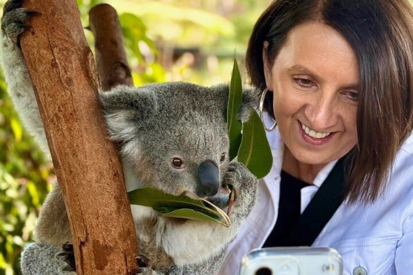 Una persona sosteniendo un koala con hojas de eucalipto. 1