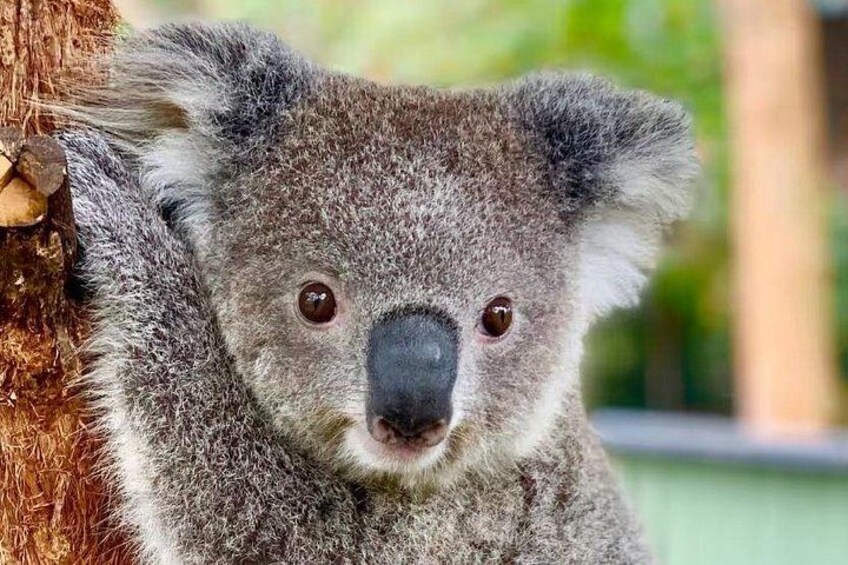 Baby Koalas 3