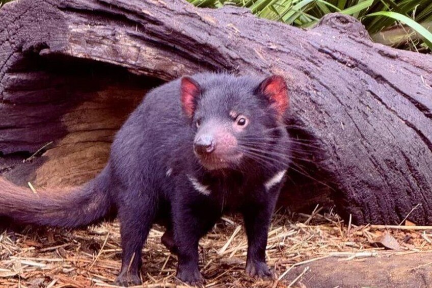 Tasmanian Devils 3