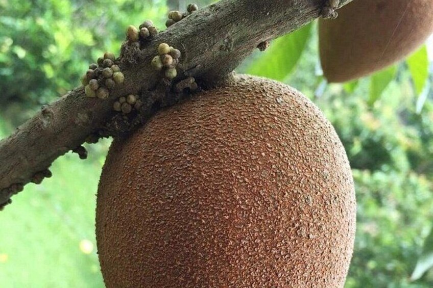 Mexico's Tropical Fruit Guided Tasting in Mexico City 4
