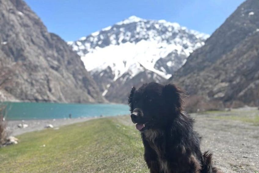 A dog in a mountainous area with a lake and snow-capped peaks in the background. 5