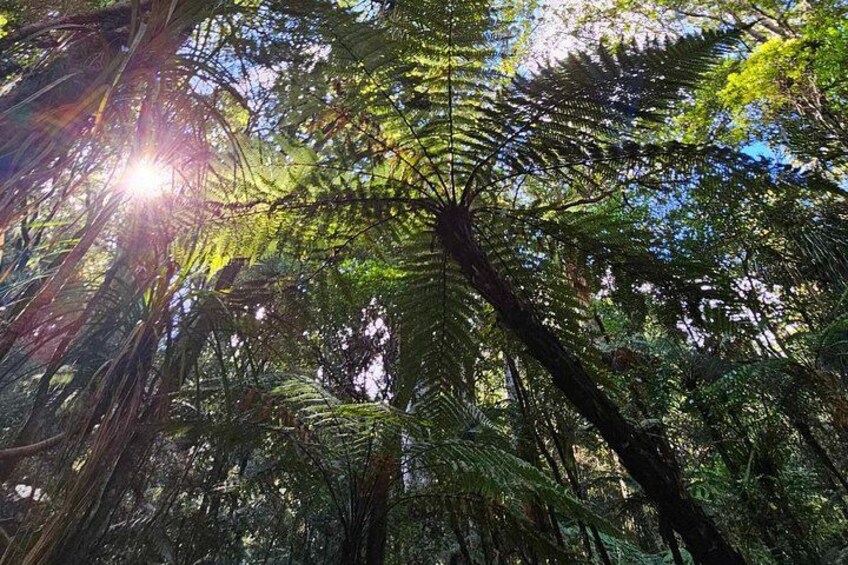 Un bosque denso con rayos de sol filtrándose entre el dosel. 1