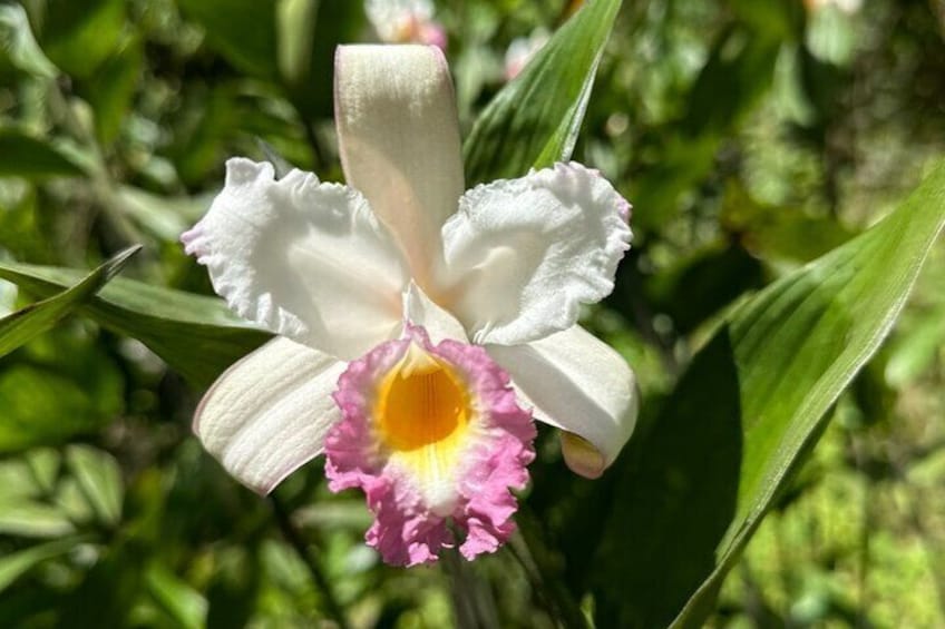 A white iris with a yellow center and pink edges. 2