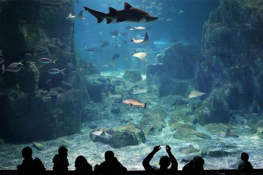 An aquarium with sharks and rays swimming among rocks and fish. 1