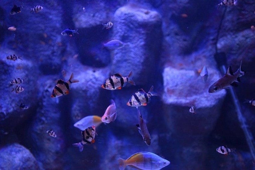 An aquarium with various fish swimming around. 2