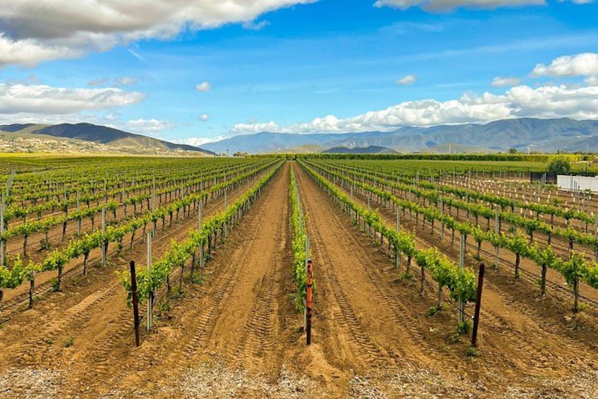 Shared Temecula Wine Tour from Tustin 2