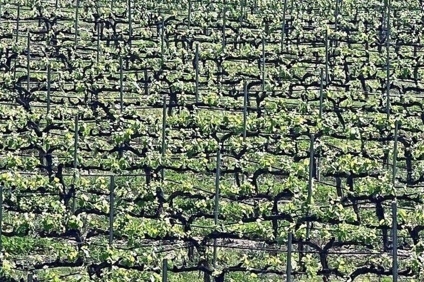 Shared Temecula Wine Tour from Tustin 5