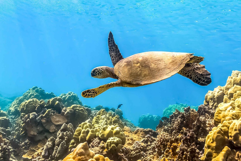 Maui: Eco-Friendly Molokini & Turtle Town Tour with Meals 1