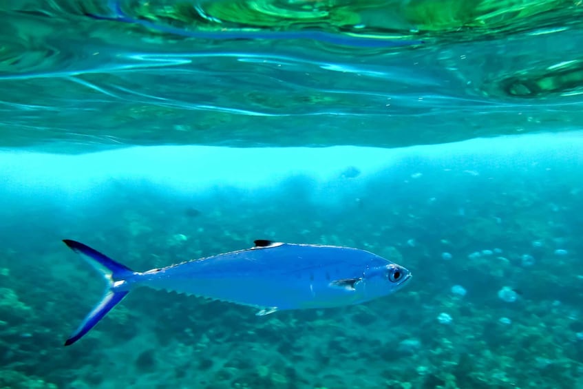 Picture 8 for Activity Maui: Eco-Friendly Molokini & Turtle Town Tour with Meals 5