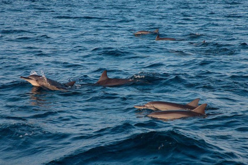 Maldives Dolphin Discovery Cruise by Speedboat 3