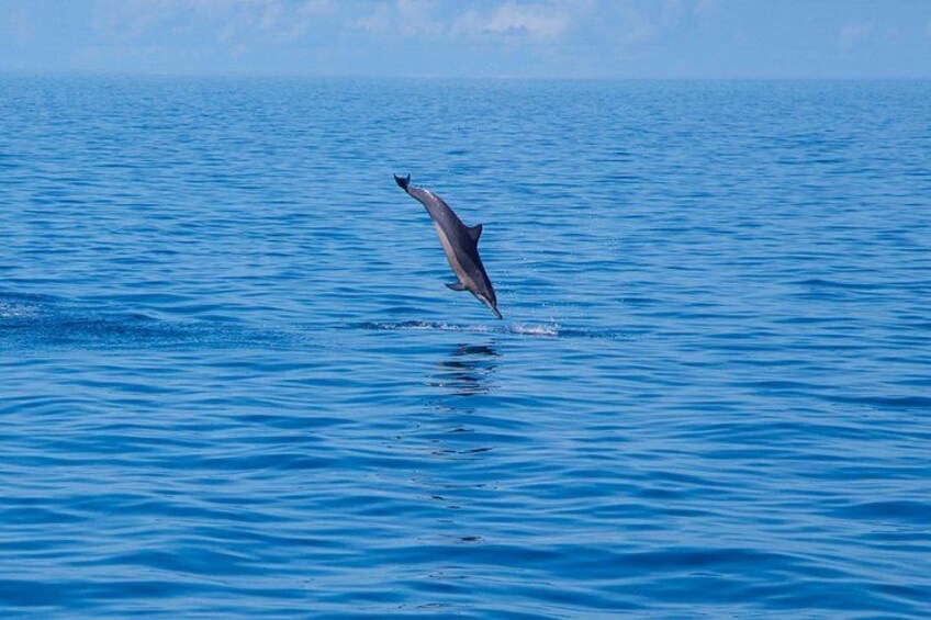 Maldives Dolphin Discovery Cruise by Speedboat 2
