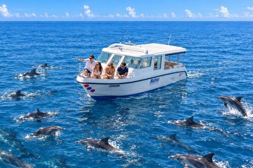 Maldives Dolphin Discovery Cruise by Speedboat 1