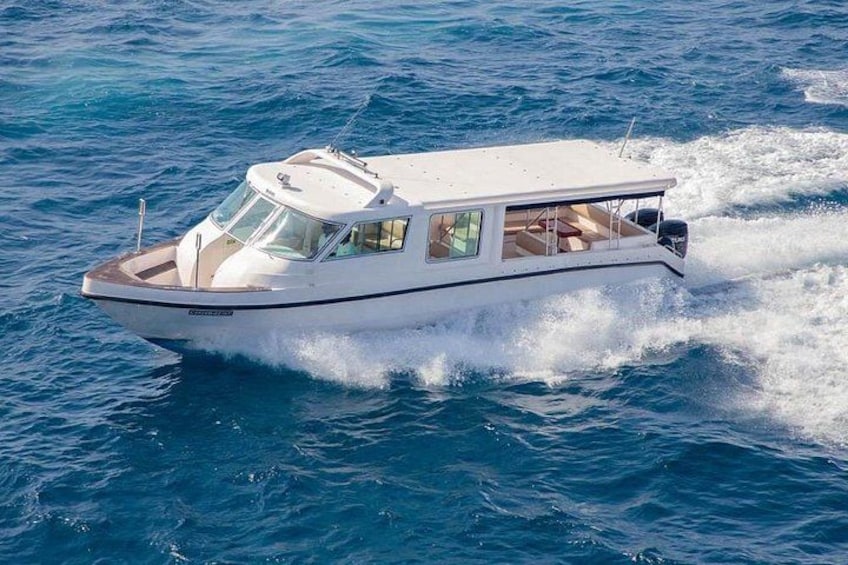Maldives Dolphin Discovery Cruise by Speedboat 2