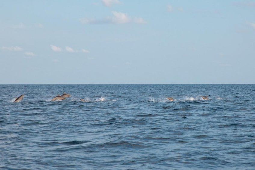 Maldives Dolphin Discovery Cruise by Speedboat 3