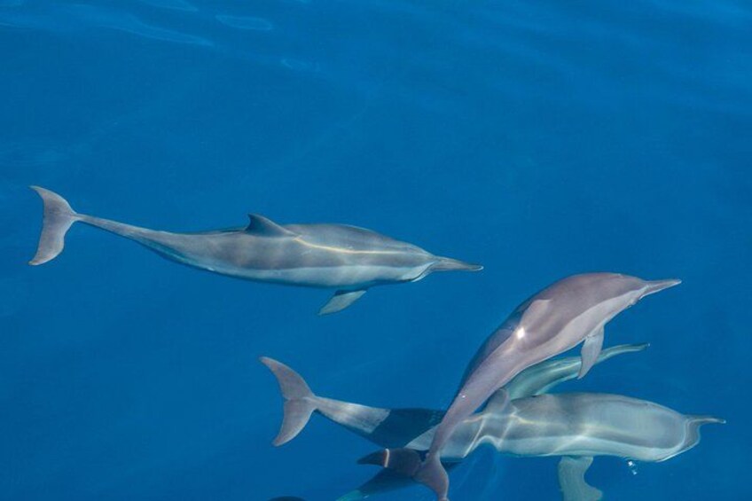 Maldives Dolphin Discovery Cruise by Speedboat 5
