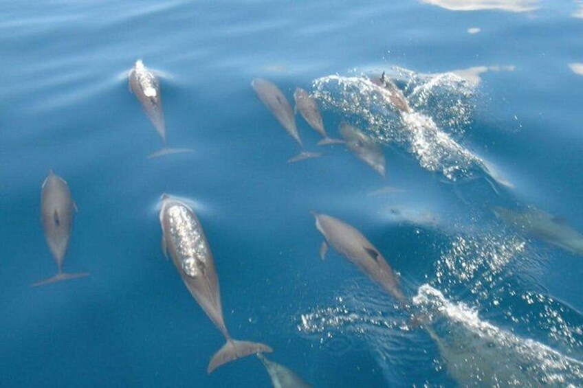 Maldives Dolphin Discovery Cruise by Speedboat 4
