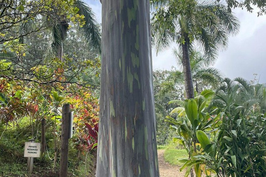 Full Day Guided Tour in Hana 2
