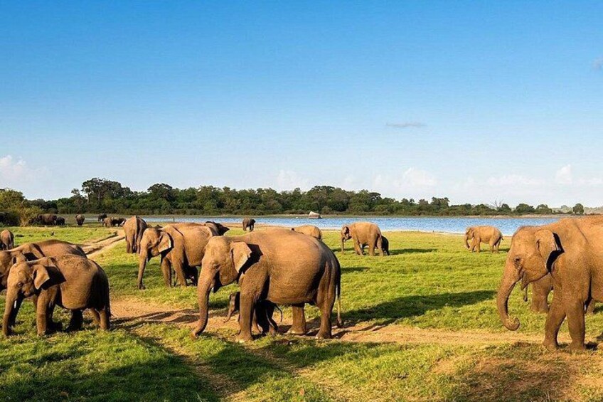 A herd of elephants in a grassy area near a body of water. 5