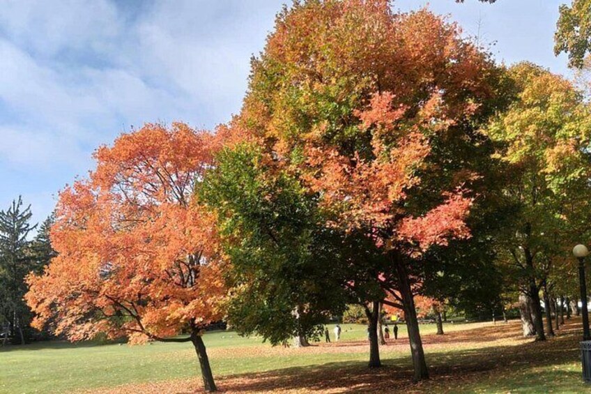 Un parc avec des arbres aux feuilles d’automne colorées, une pelouse et un sentier. 2