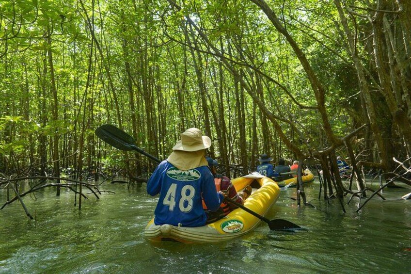 A person kayaking in a mangrove forest. 3