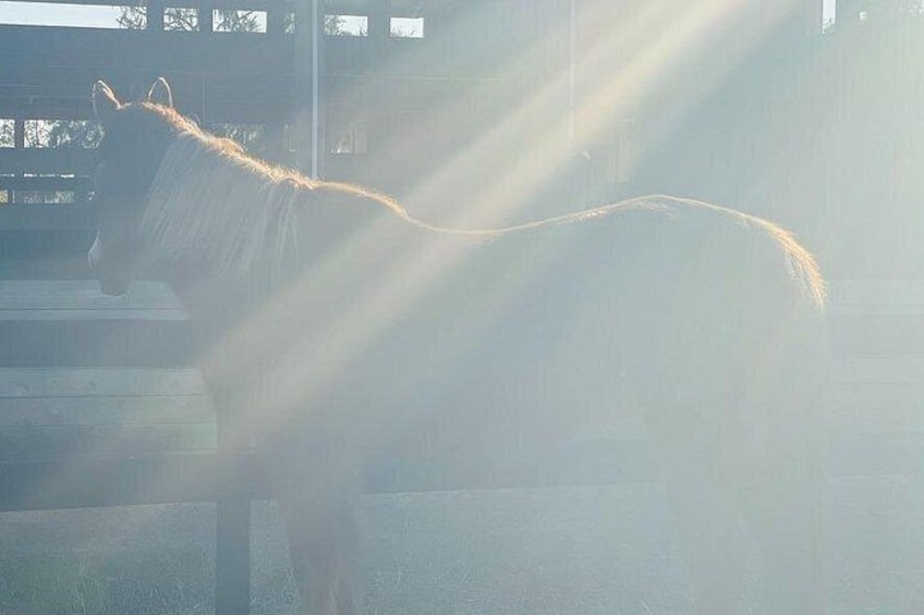 Days full of sunshine and happy horses are the best! 3