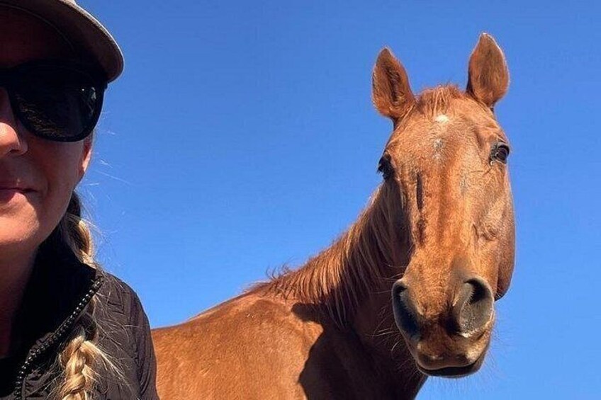 Our curious and friendly horses will make your day! 2