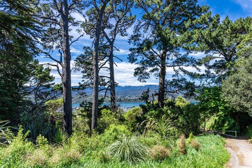 Un paysage côtier avec de grands pins, un sentier de terre et une vue sur la mer et les montagnes lointaines. 4