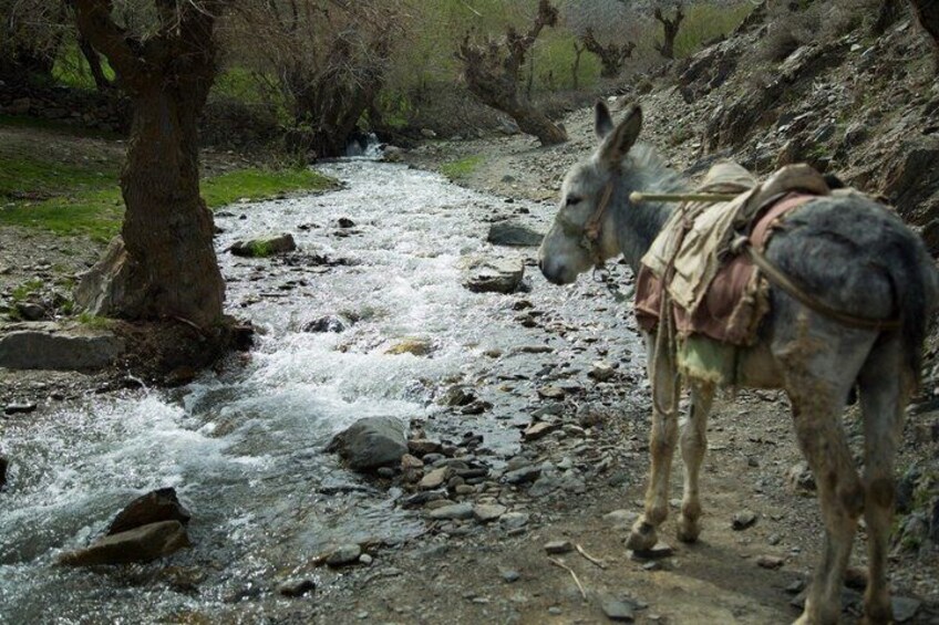 Seven Lakes Tajikistan: All-Inclusive Day Tour 5