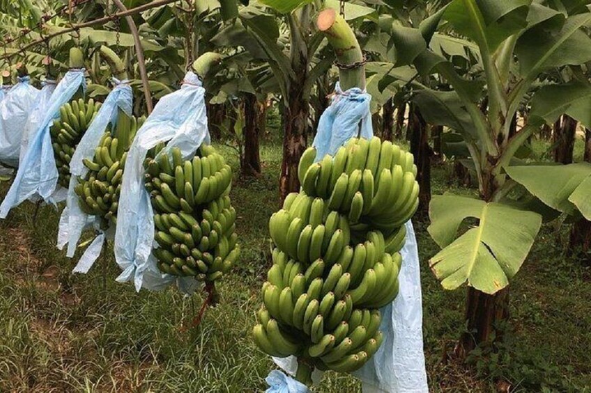 A banana plantation with bunches of green bananas hanging from the trees. 2