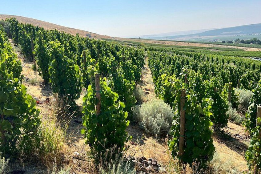 Wine Tasting at Samā Cellars a Boutique Washington Winery 3