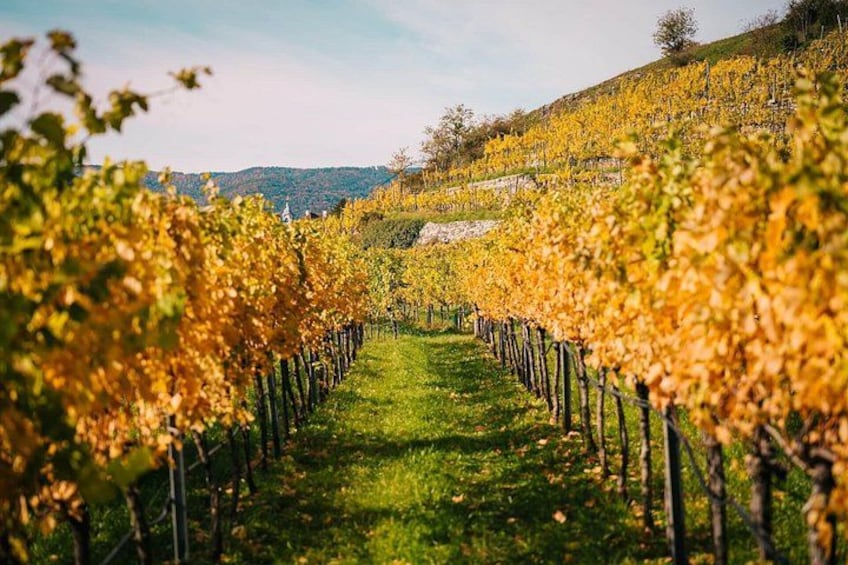 Golden autumn vineyards where Wachau Valley’s famous wines are grown. 5
