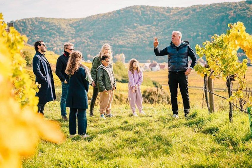 Guide sharing Wachau Valley wine stories among the hillside vineyards. 1
