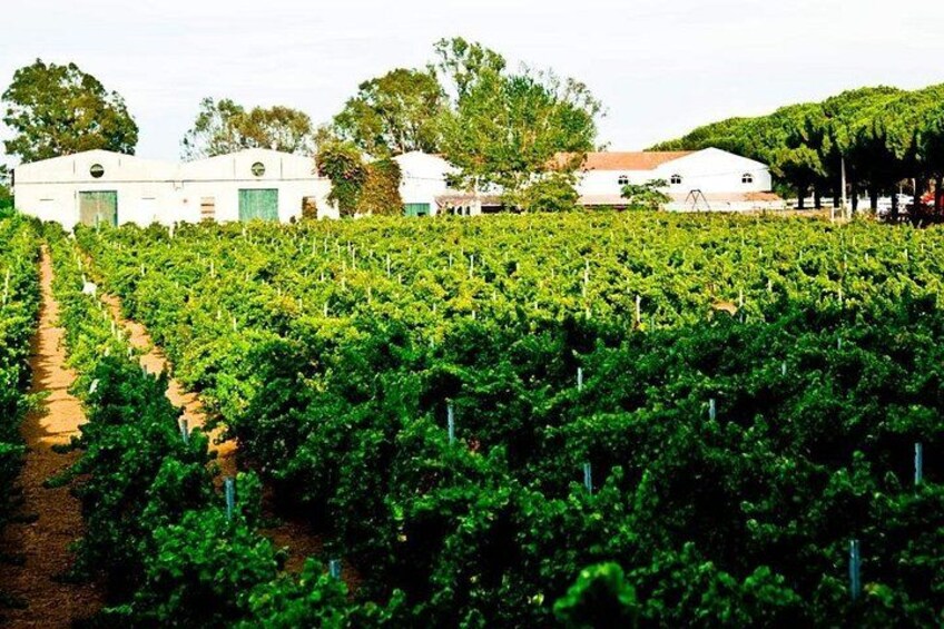 From Cádiz, Chiclana de la Frontera Winery Tour with Lunch 2