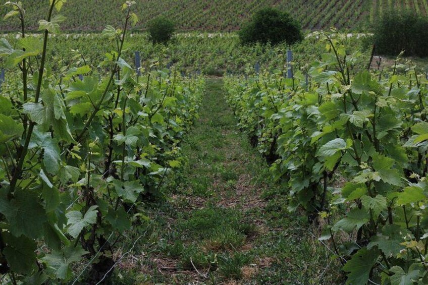 File di viti in un vigneto con un paesaggio collinare sullo sfondo. 2