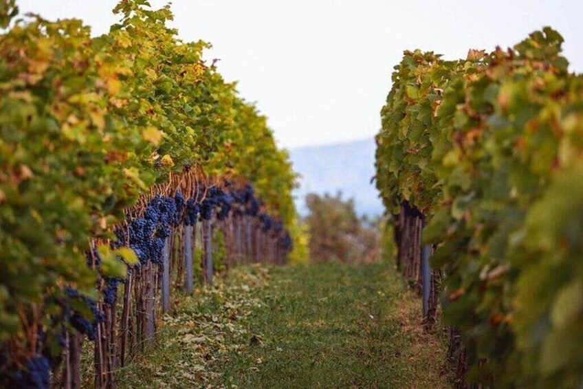 Krakow Vineyard Tour with Wine Tasting and Dinner 4