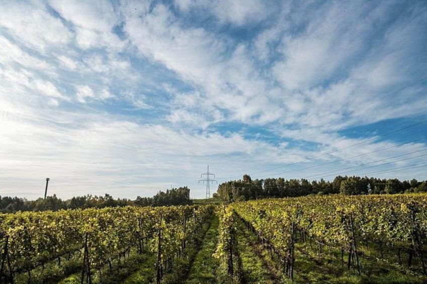 Krakow Vineyard Tour with Wine Tasting and Dinner 3