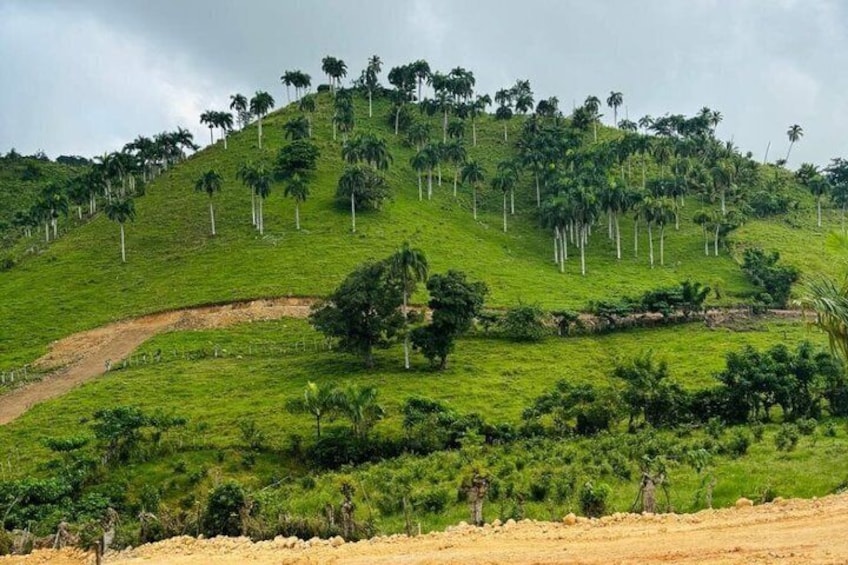A lush green hillside with scattered palm trees and a dirt path. 3