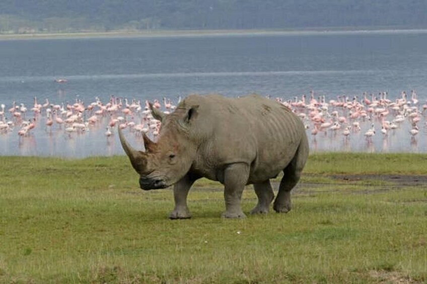 A rhinoceros in a grassy field with a lake and flamingos in the background. 3