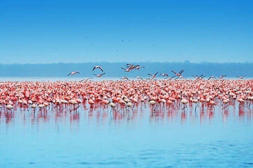Un gran grupo de flamencos en una masa de agua poco profunda bajo un cielo despejado. 2