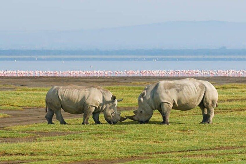 white Rhinos in lake Nakuru 1