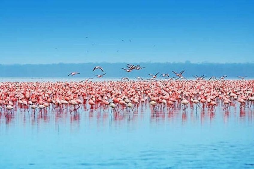 A large flock of flamingos in a shallow water body with clear skies. 2