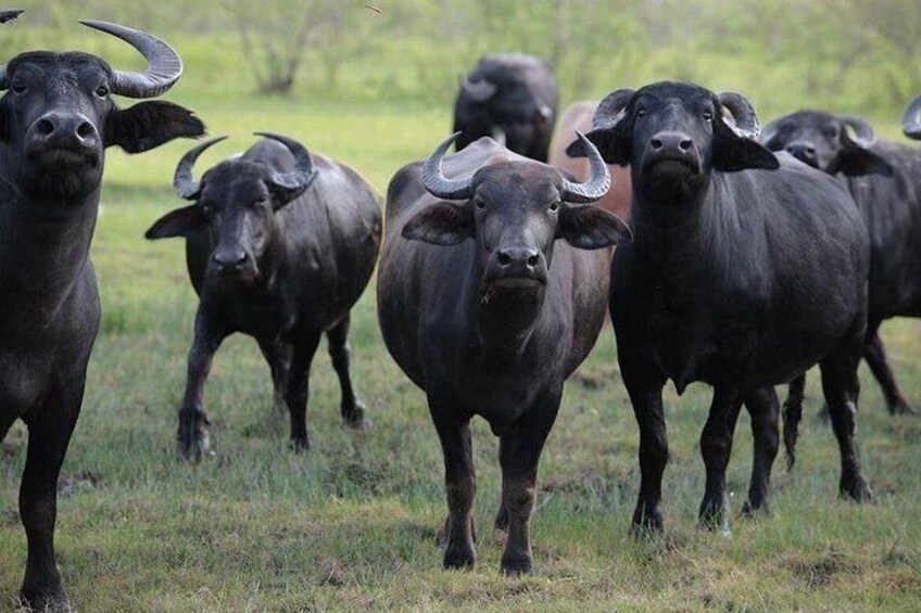 Una manada de búfalos negros en un campo cubierto de hierba. 5