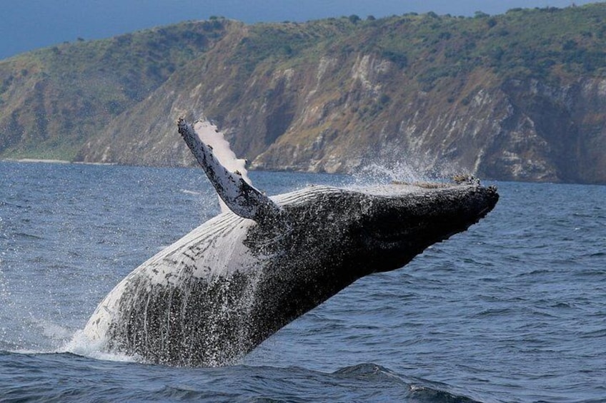 Whales Sea Lions and Snorkeling Experience from Puerto López 3