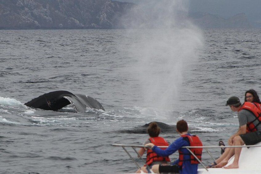 Whales Sea Lions and Snorkeling Experience from Puerto López 5