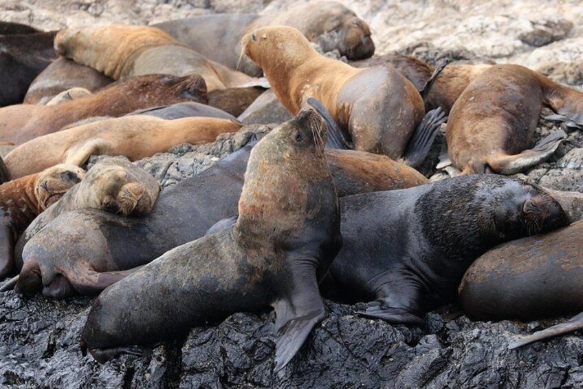 Whales Sea Lions and Snorkeling Experience from Puerto López 2