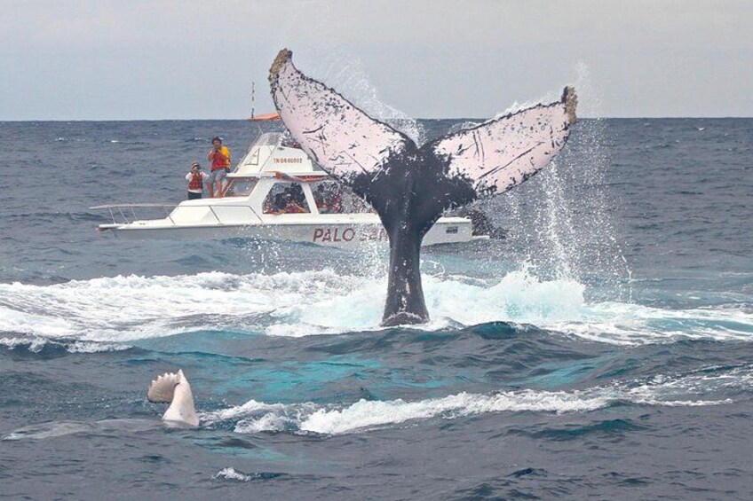 Whales Sea Lions and Snorkeling Experience from Puerto López 3