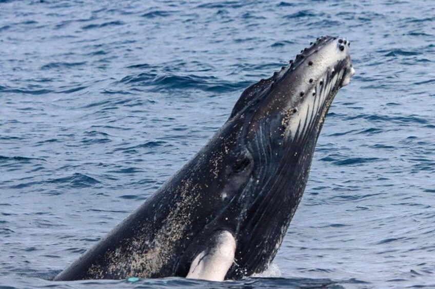 Whales Sea Lions and Snorkeling Experience from Puerto López 2