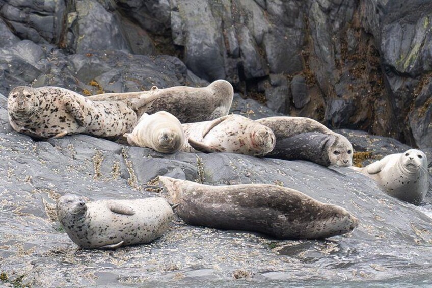 Seals resting on a rocky shore. 2