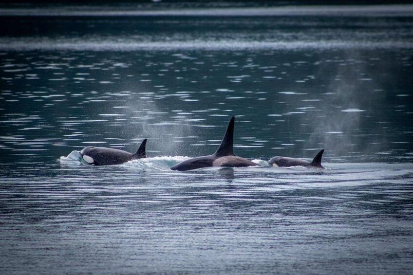 Orcas swimming in the ocean. 2